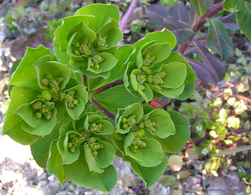 Euphorbia helioscopia
Euphorbia helioscopia
Parole chiave: Euphorbia helioscopia