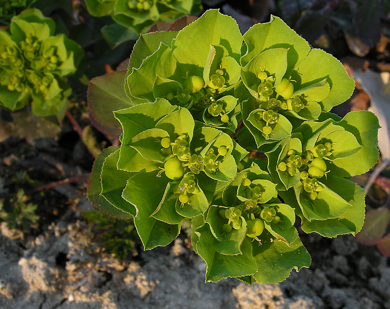 Euphorbia helioscopia
Euphorbia helioscopia
Parole chiave: Euphorbia helioscopia