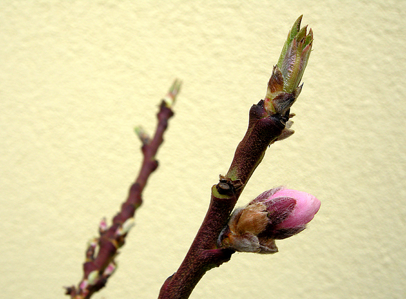 Prunus persica
Prunus persica
Parole chiave: Prunus persica