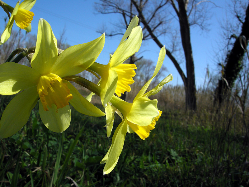 Narcissus incomparabilis
Narcissus incomparabilis
Parole chiave: Narcissus incomparabilis