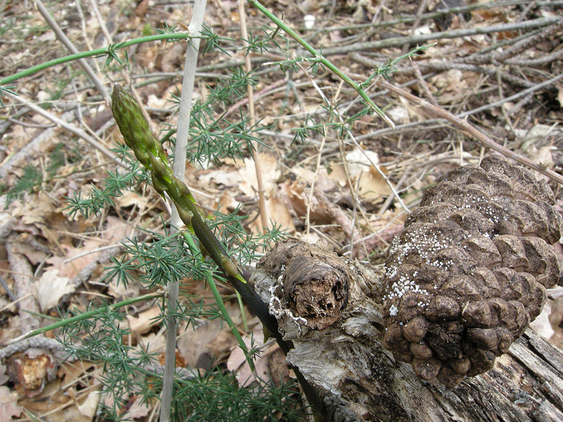 Asparagus acutifolius
Asparagus acutifolius
Parole chiave: Asparagus acutifolius