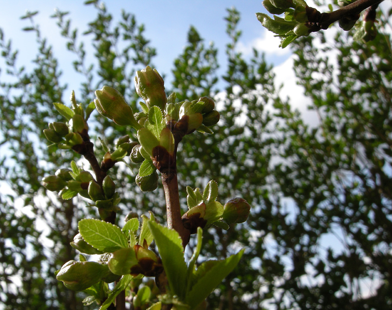 Prunus avium
Prunus avium
Parole chiave: Prunus avium