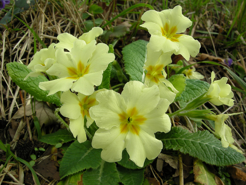 Primula vulgaris
Primula vulgaris
Parole chiave: Primula vulgaris