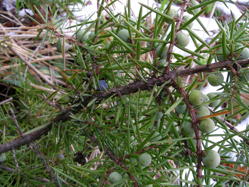 Juniperus oxycedrus
Juniperus oxycedrus
Parole chiave: Juniperus oxycedrus