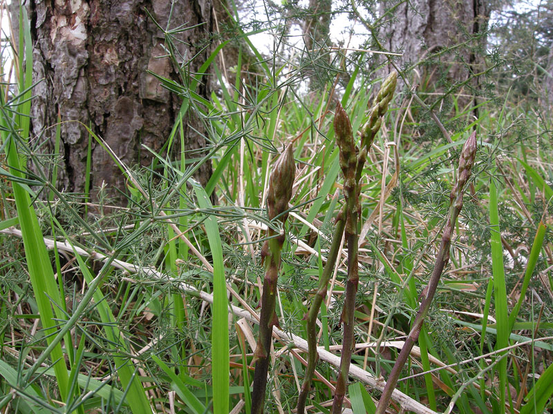 Asparagus acutifolius
Asparagus acutifolius Asparago selvatico
Parole chiave: Asparagus acutifolius Asparago selvatico