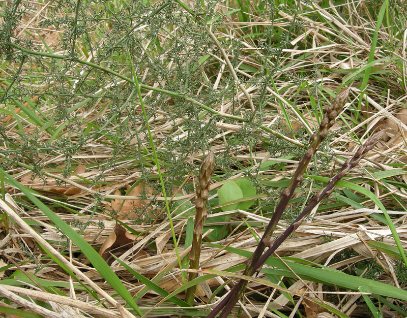 Asparagus acutifolius
Asparagus acutifolius Asparago selvatico
Parole chiave: Asparagus acutifolius Asparago selvatico