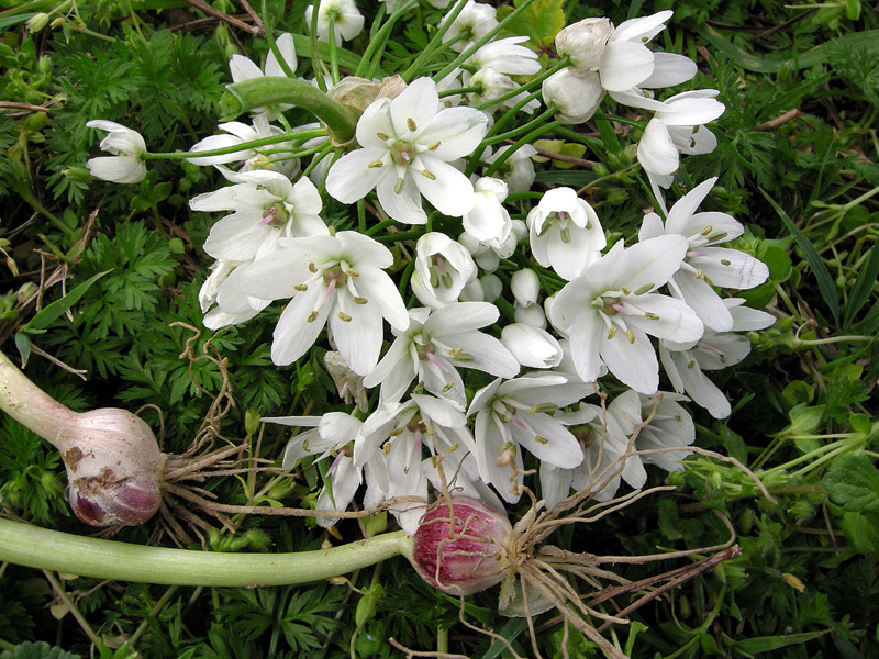Allium neapolitanum
Allium neapolitanum Aglio napoletano
Parole chiave: Allium neapolitanum Aglio napoletano