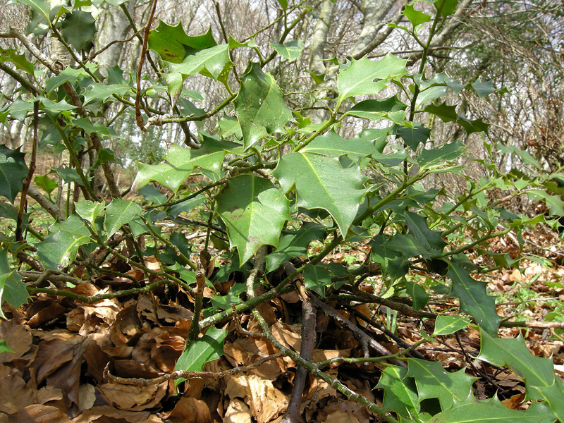Ilex aquifolium
Ilex aquifolium
Parole chiave: Ilex aquifolium