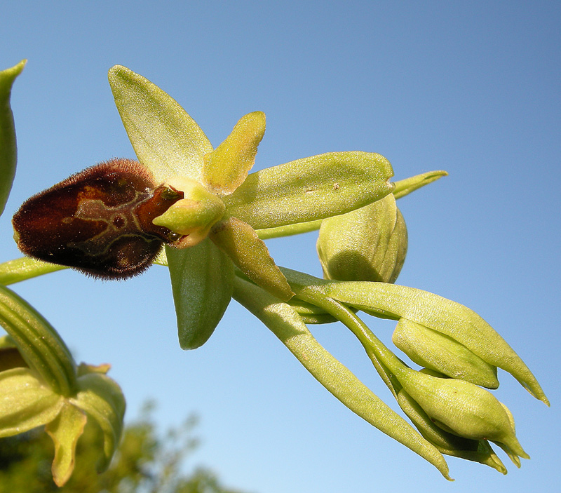 Ophrys sphegodes
Ophrys sphegodes
Parole chiave: Ophrys sphegodes