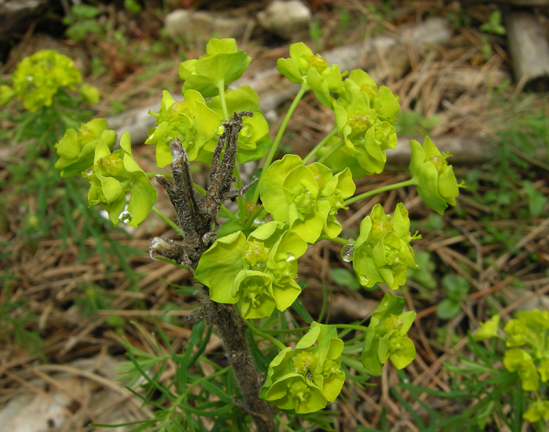 Euphorbia cyparissias
Euphorbia cyparissias Erba cipressina
Parole chiave: Euphorbia cyparissias Erba cipressina