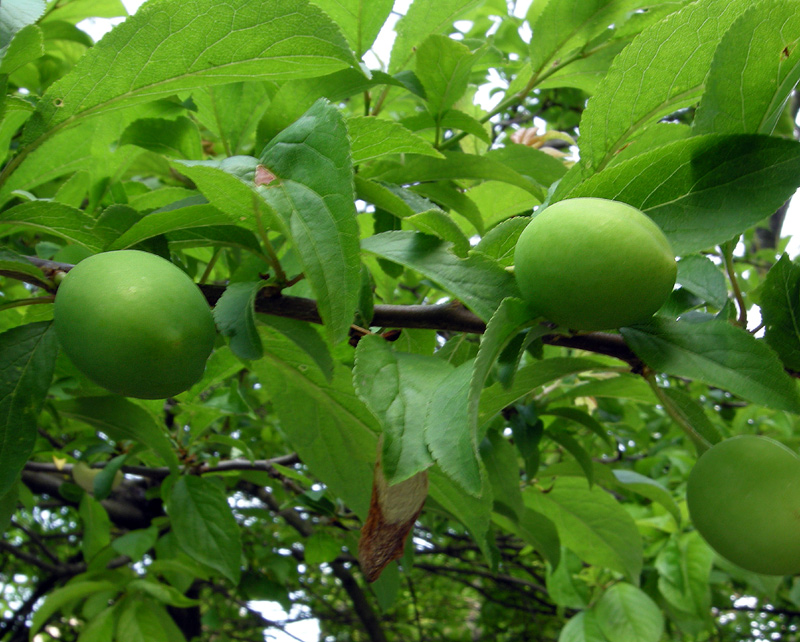 Prunus domestica
Prunus domestica Susino
Parole chiave: Prunus domestica Susino