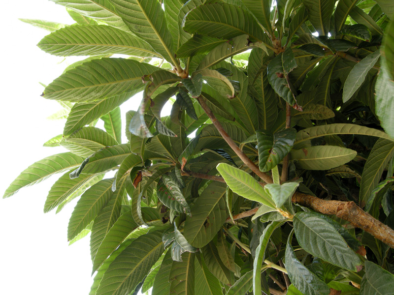 Eriobotrya japonica
Eriobotrya japonica nespolo del giappone
Parole chiave: Eriobotrya japonica nespolo del giappone