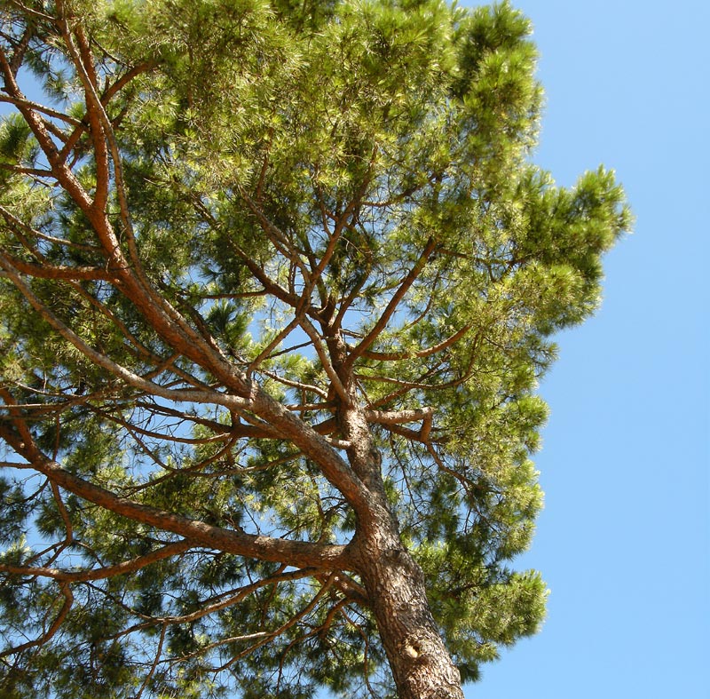 Pinus pinea
Pinus pinea Pino domestico Pino da pinoli
Parole chiave: Pinus pinea Pino domestico Pino da pinoli