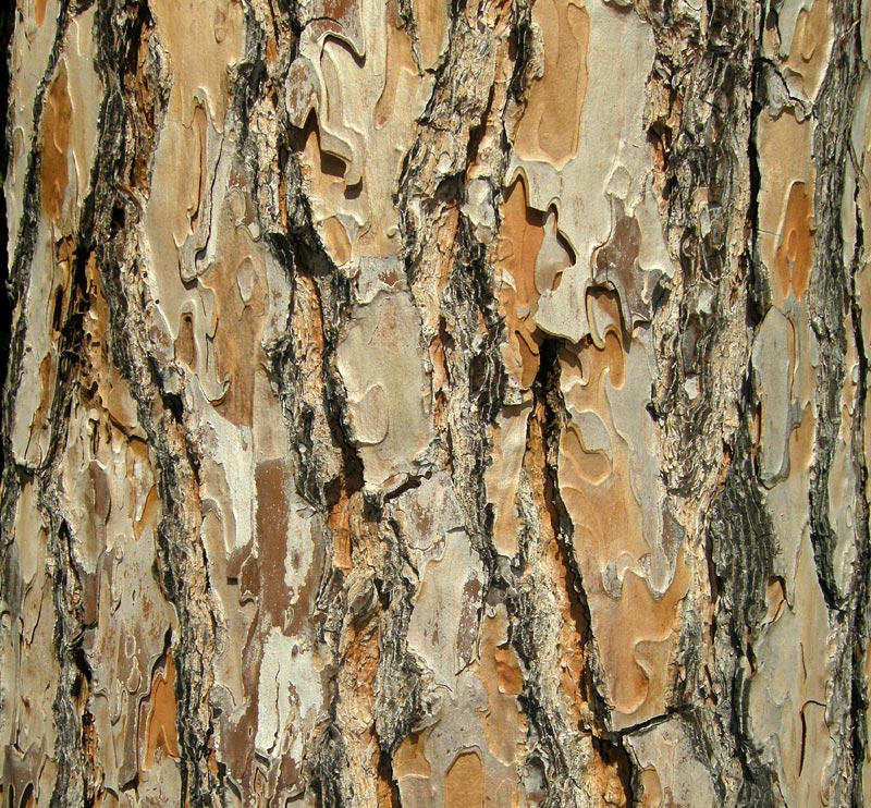 Pinus pinea
Pinus pinea Pino domestico Pino da pinoli
Parole chiave: Pinus pinea Pino domestico Pino da pinoli