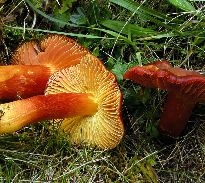 Hygrocybe punicea
Hygrocybe punicea
Parole chiave: Hygrocybe punicea