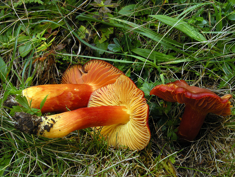 Hygrocybe punicea
Hygrocybe punicea
Parole chiave: Hygrocybe punicea
