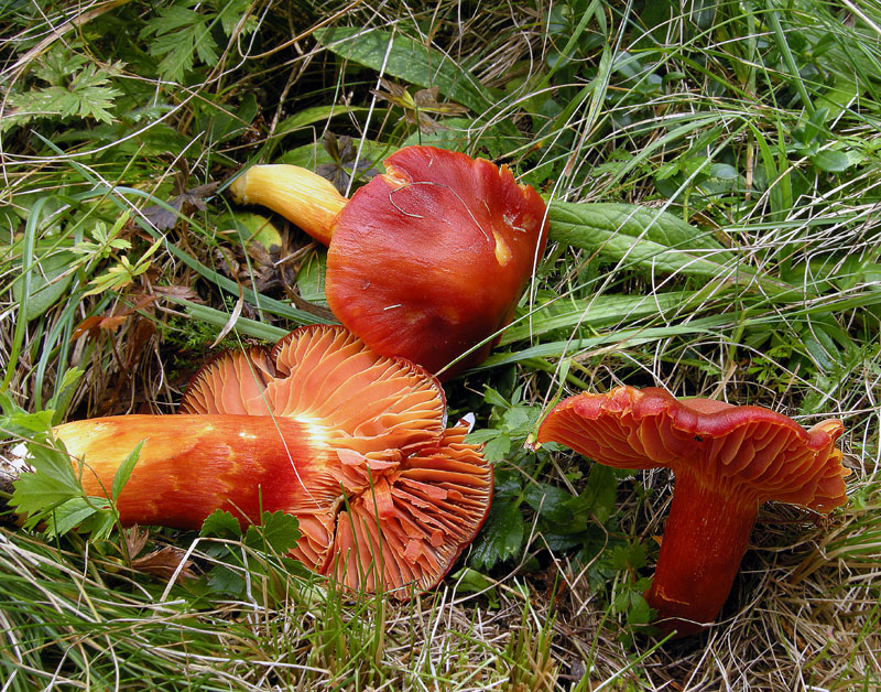 Hygrocybe punicea 
Hygrocybe punicea 
Parole chiave: Hygrocybe punicea