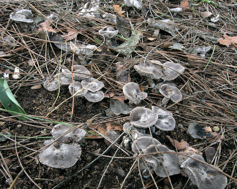 Tricholoma terreum
Tricholoma terreum giardini di citt
Parole chiave: Tricholoma terreum giardini di citt