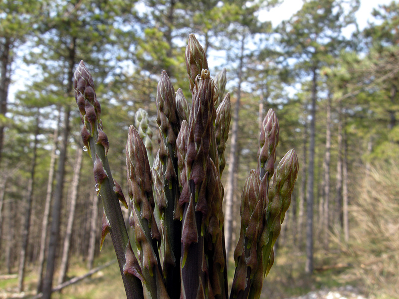 Asparagus acutifolius
Asparagus acutifolius asparago
Parole chiave: Asparagus acutifolius