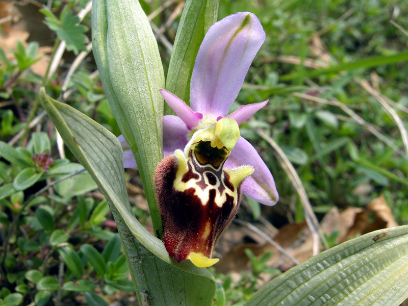 Ophrys fuciflora
Ophrys fuciflora Ofride dei Fuchi
Parole chiave: Ophrys fuciflora Ofride dei Fuchi