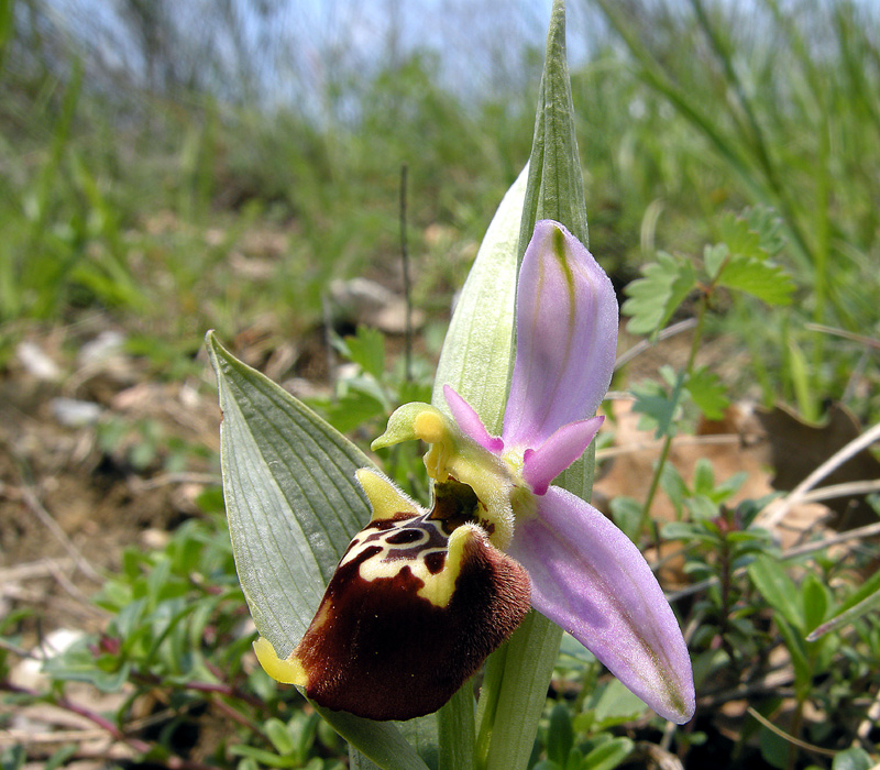Ophrys fuciflora
Ophrys fuciflora Ofride dei Fuchi
Parole chiave: Ophrys fuciflora Ofride dei Fuchi
