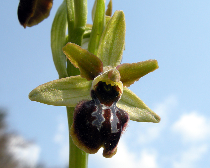 Ophrys sphegodes
Ophrys sphegodes Miller. 

Parole chiave: Ophrys sphegodes Miller. 