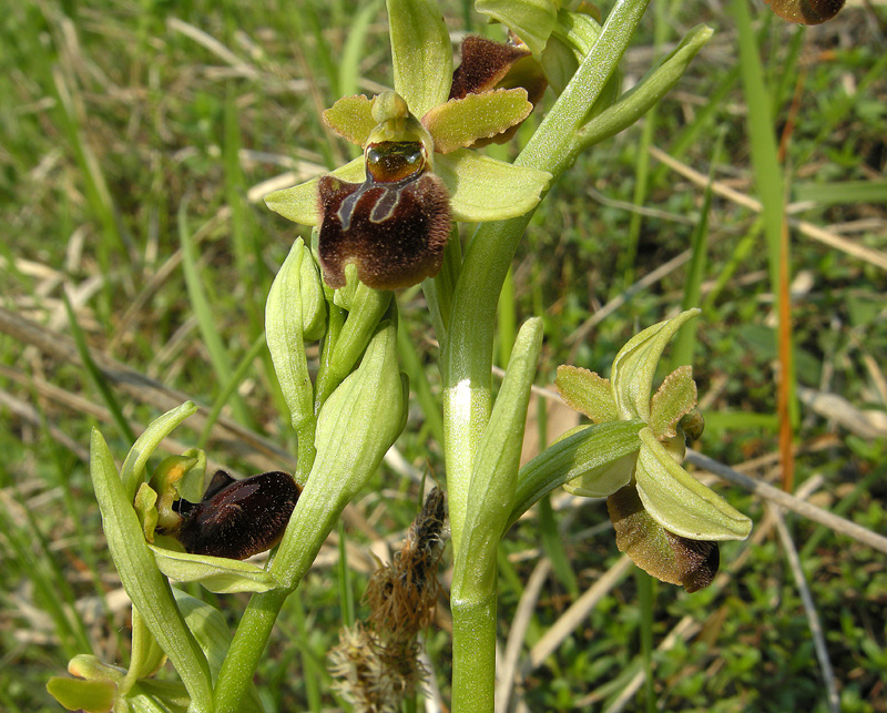 Ophrys sphegodes
Ophrys sphegodes Miller.
Parole chiave: Ophrys sphegodes Miller.