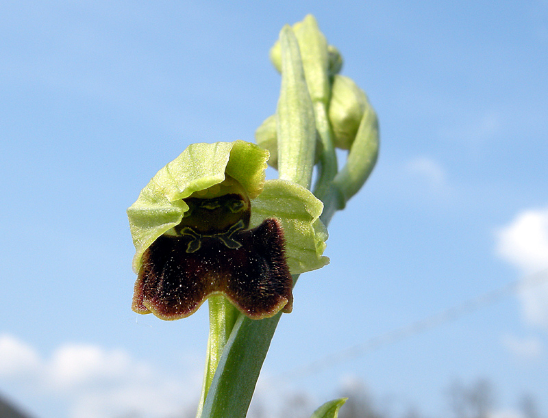 Ophrys sphegodes
Ophrys sphegodes Miller.
Parole chiave: Ophrys sphegodes Miller.