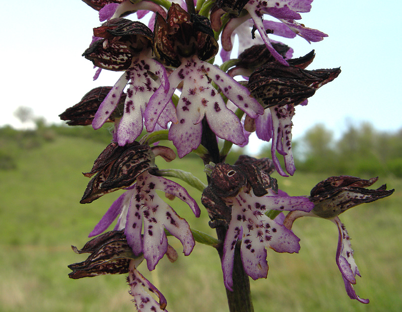 Orchis purpurea
Orchis purpurea
Parole chiave: Orchis purpurea