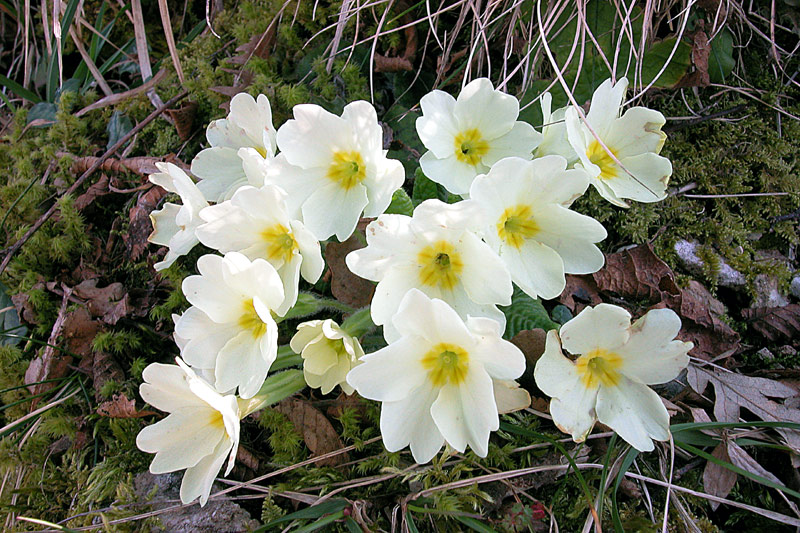 Primula vulgaris
Primula vulgaris
Parole chiave: Primula vulgaris