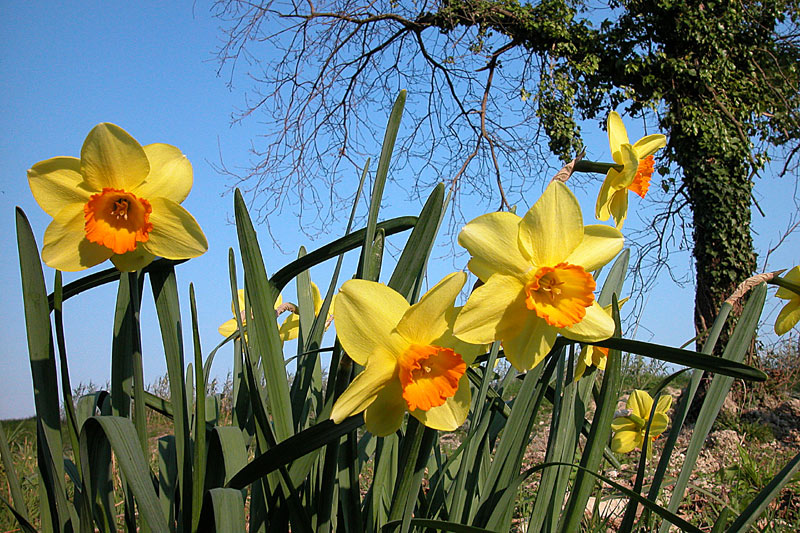 Narcissus tazetta
Narcissus tazetta
Parole chiave: Narcissus tazetta