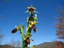 Ophrys_sphegodes.jpg