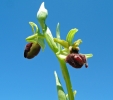 Ophrys_sphegodes2.jpg