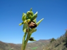 Ophrys_sphegodes4.jpg