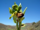 Ophrys_sphegodes5.jpg