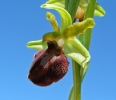 Ophrys_sphegodes6.jpg