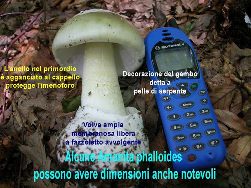 Amanita phalloides
Parole chiave: Amanita phalloides