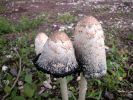 Coprinus comatusDscn3970.jpg