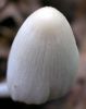 Coprinus friesiiDscn0567.jpg