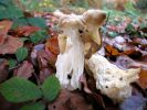 Helvella crispaDscn5178.jpg