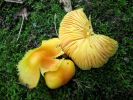 Hygrocybe aurantiosplendensDscn4153.jpg