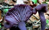 Laccaria-amethystinaDscn504.jpg