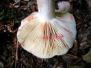 Lactarius azonitesDscn3279.jpg