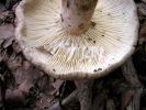 Lactarius fluensDscn3781.jpg