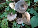 Lactarius fluensDscn3789.jpg