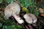 Lactarius fuliginosusDscn3627.jpg