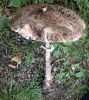 Macrolepiota procera richeniiDscn2307.jpg