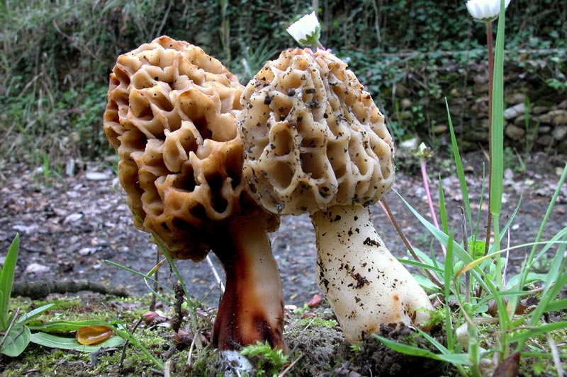 Сумчатый гриб похожий на сморчок. Сумчатые грибы аскомицеты. Сумчатые сморчки. Сморчок толстоногий. Грибы отдел Ascomycota.