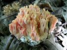 Ramaria_formosaDscn3426.jpg