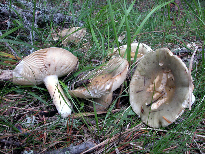 Russula aeruginea
Parole chiave: Russula aeruginea